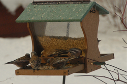Rosy-finches at feeder.jpg